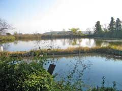 小茂田北向神社小茂田池