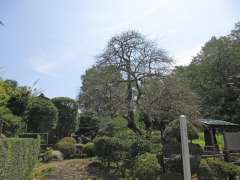 石重寺の夫婦ウメ