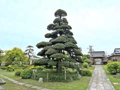 林泉寺駒止のマキ