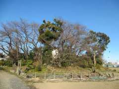 山王社の鎮座する古墳