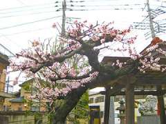 肥塚伊奈利神社境内