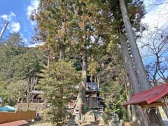 三光神社の大スギ