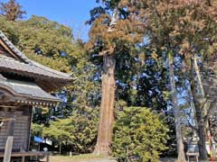 八和田神社の大スギ