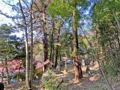 笠原熊野神社の大杉