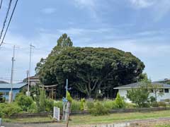 多氣比賣神社社叢