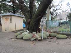 上戸田氷川神社力石2