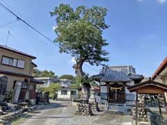 鉢形白山神社御神木椋の木