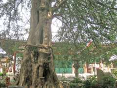 善養寺カヤの木