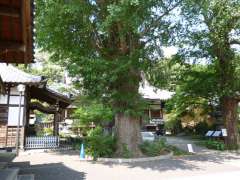 永安寺龍華樹