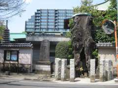 山門前の古木と聖徳太子碑