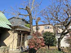 葛原神社のボダイジュ