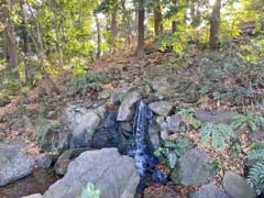 善福寺池遅野井の湧水