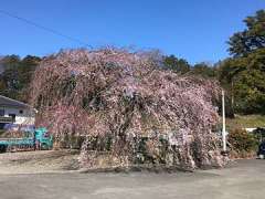 地蔵院の枝垂桜