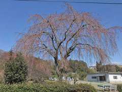 三春町から植樹の枝垂れ桜