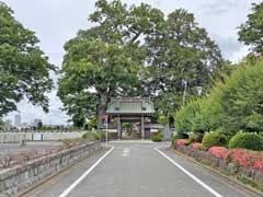 梅岩寺ケヤキとカヤ