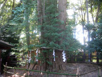 大国魂神社大銀杏