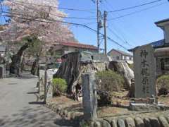 元八王子八幡神社梶原杉