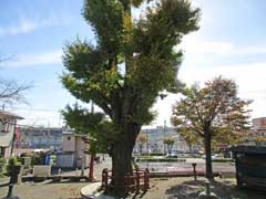 東中野熊野神社御神木