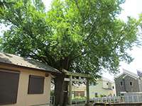 金森西田杉山神社御神木