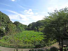 薬師池公園ハス田