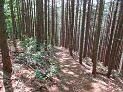 千賀八雲神社歩道