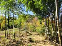 和田神明神社参道