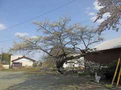 東光寺のサクラ