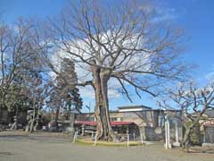 御嶽神社（石畑）ケヤキ