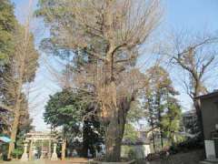 鳥山八幡宮御神木