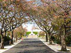 徳翁寺つばき霊園